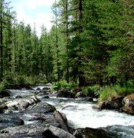 Bosque ruso Taiga